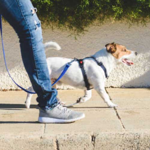Importancia de pasear al perro