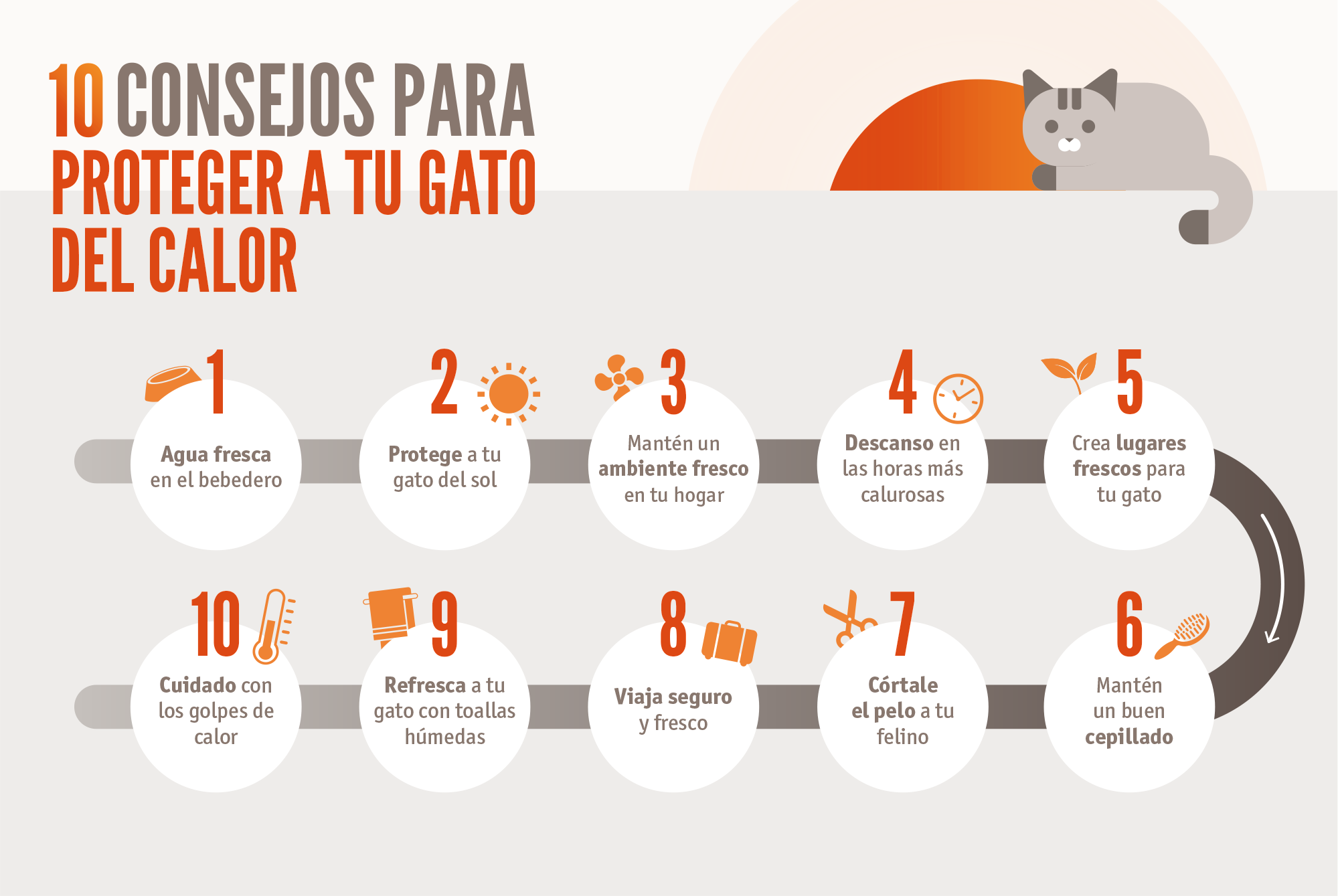 10 consejos para proteger a tu gato del calor