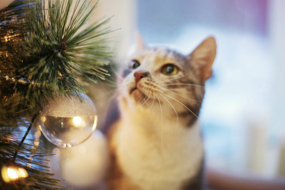 Que agradable revisión Premonición 5 consejos para mantener a tu gato alejado del árbol de Navidad | Fundación  Affinity