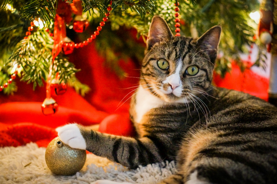5 formas de proteger tu árbol de Navidad si tienes un gato