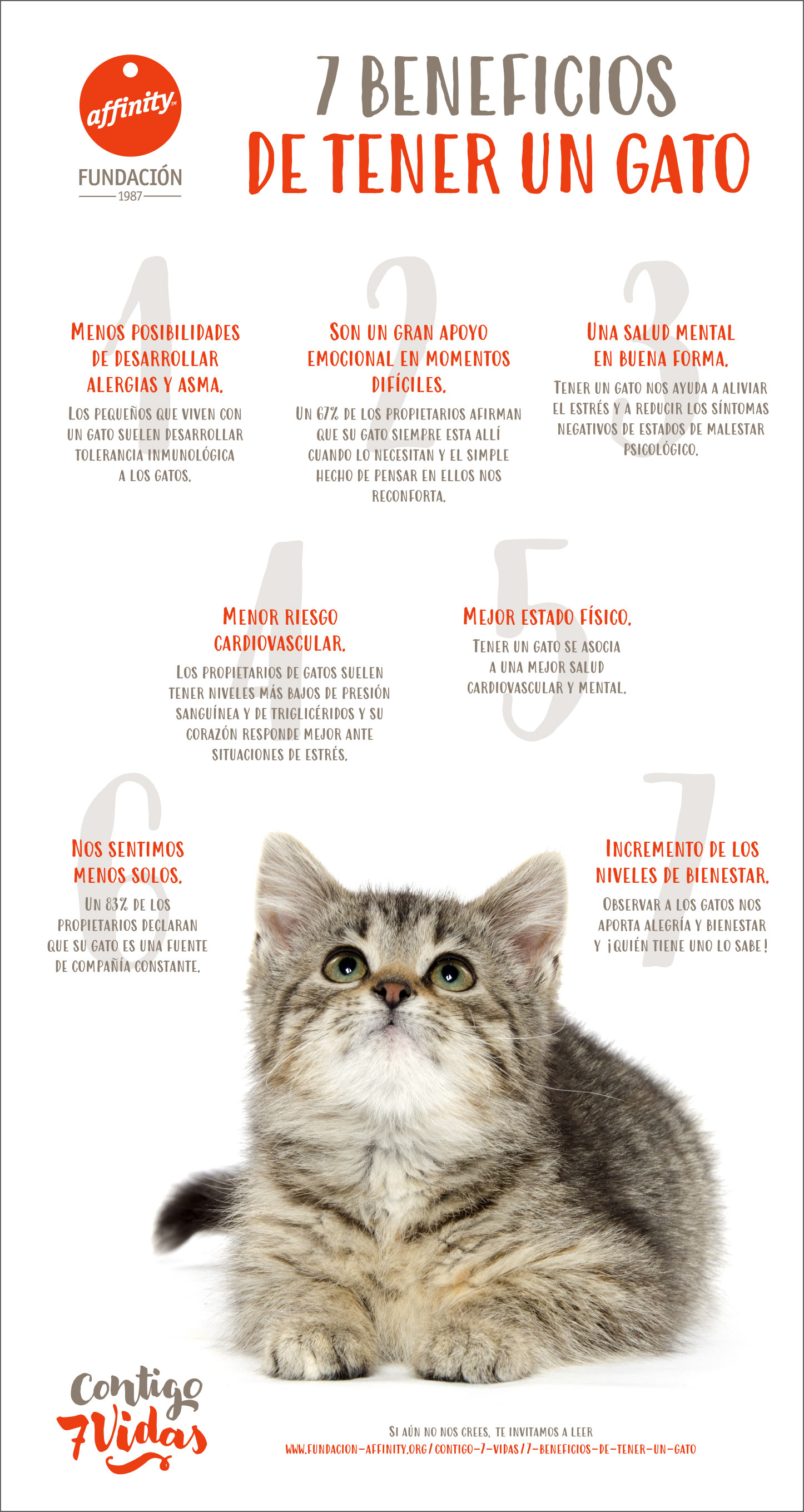 7 Beneficios de tener un gato 