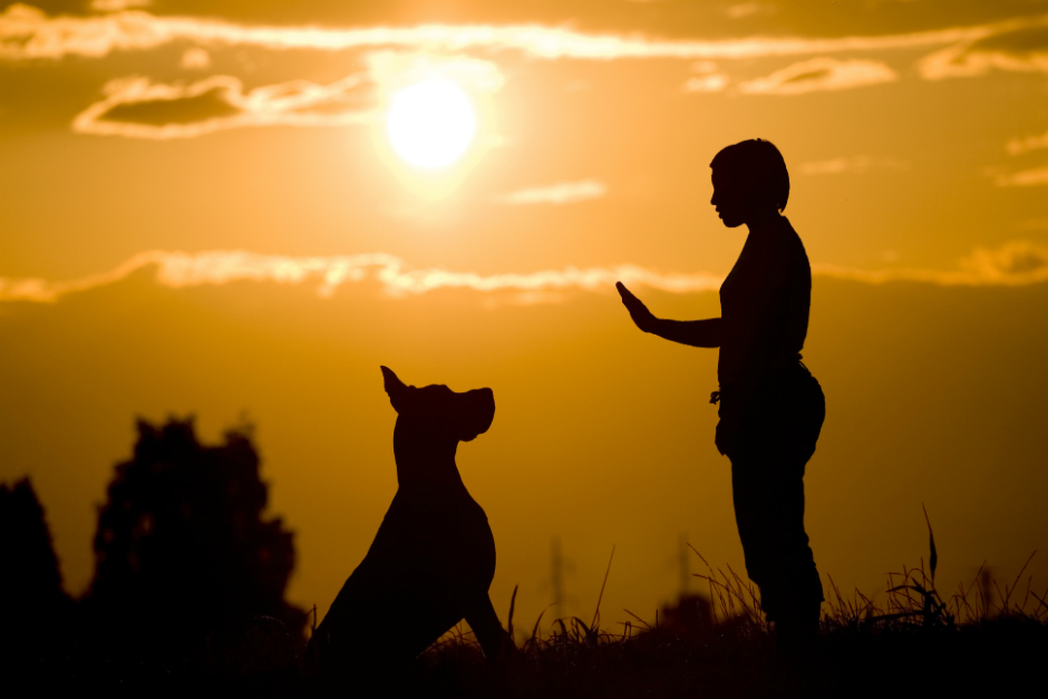 Dedicación lamentar enfermo Cómo entrenar un perro de terapias? | Fundación Affinity