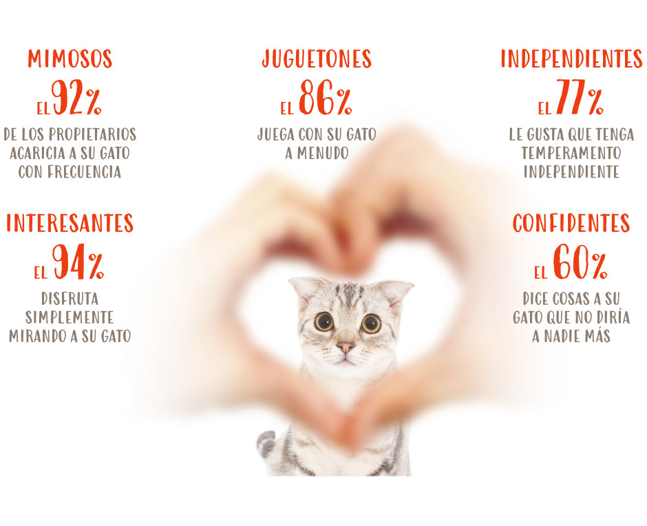 espalda Discriminatorio paso El primer estudio en el mundo sobre el vínculo entre personas y gatos |  Fundación Affinity