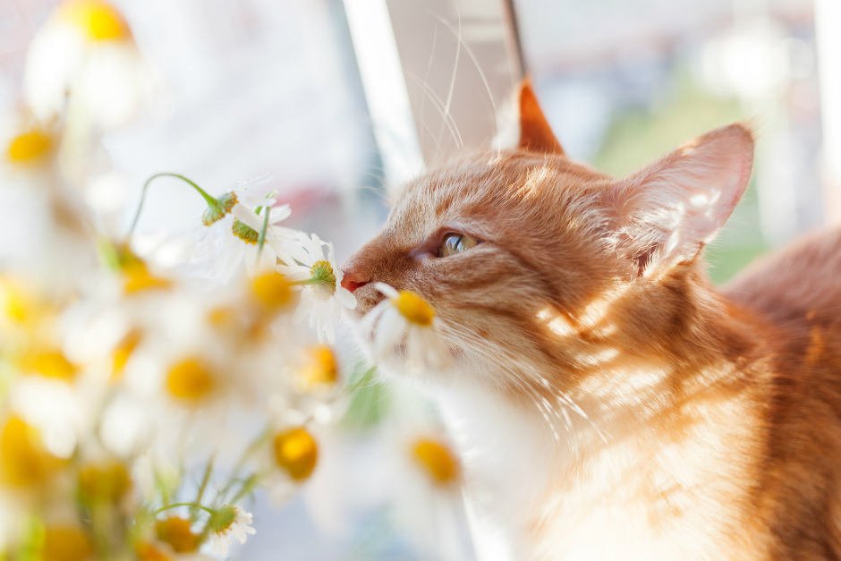 Curiosidades que no conocías del sentido del olfato de los gatos | Fundación Affinity