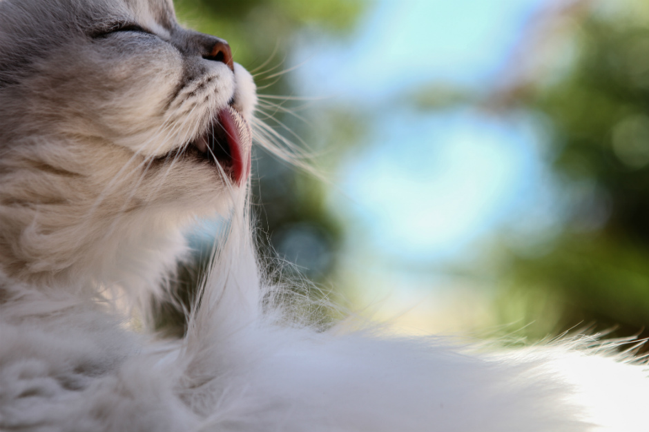 El olfato de los gatos, uno de sus sentidos más importantes