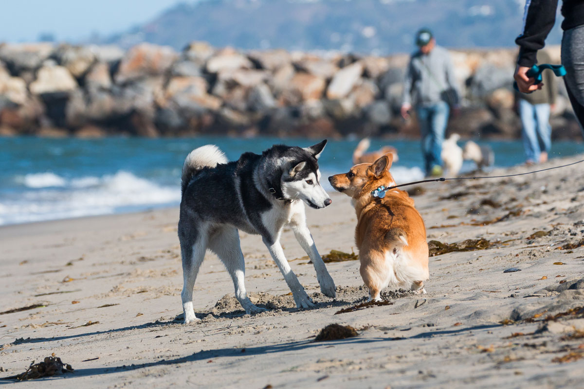 estanque Servicio Pesimista Disfruta del verano con las playas para perros | Fundación Affinity