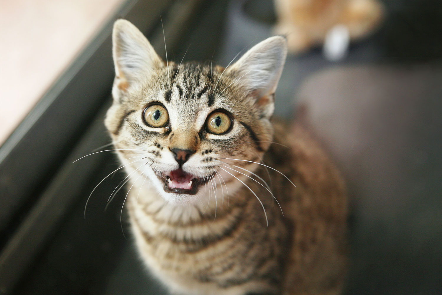 Turbina extraño Inmunizar Los 10 sonidos principales del gato | Fundación Affinity