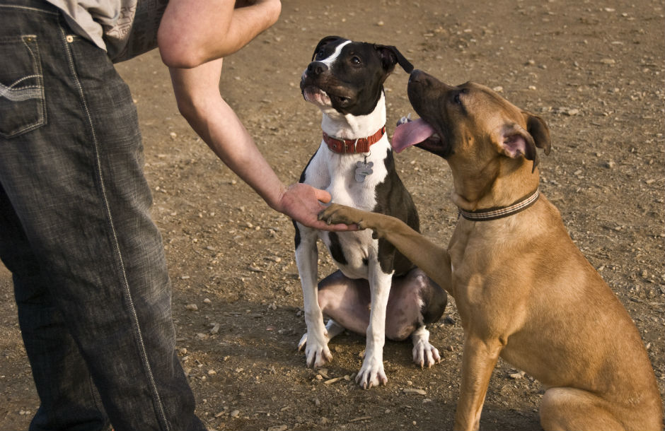 Órdenes básicas de obediencia para perros