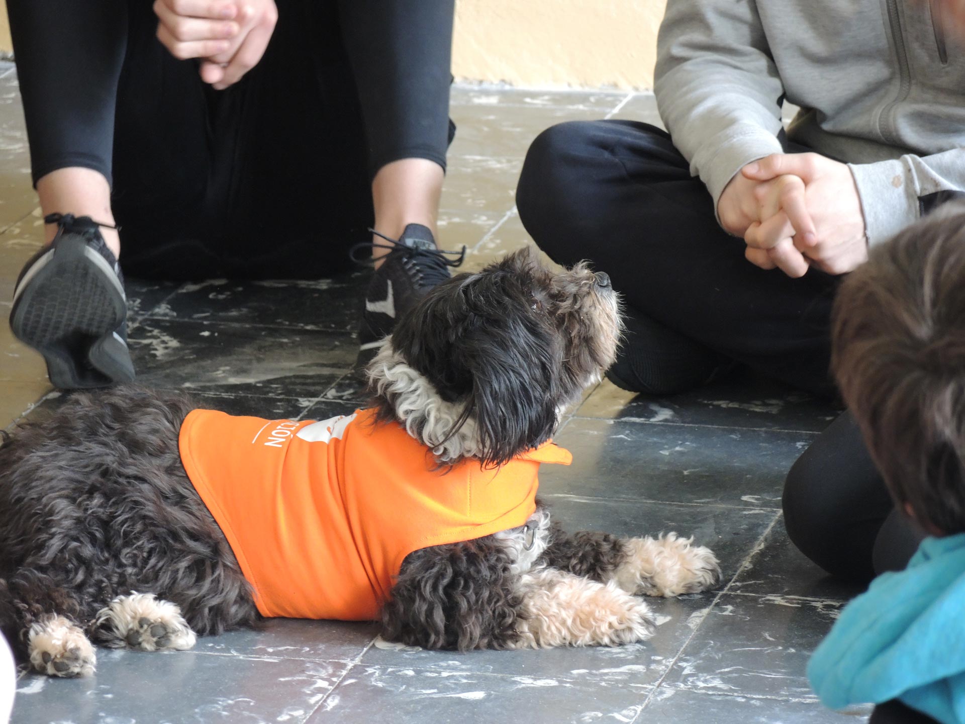 Fundación Affinity y la escuela Lleó XIII impulsan un programa pionero en España para prevenir el bullying mediante la terapia con perros