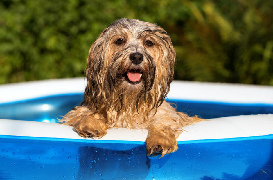 Entretenimiento Supone Venta anticipada Qué hacer cuando tu perro tiene calor | Fundación Affinity