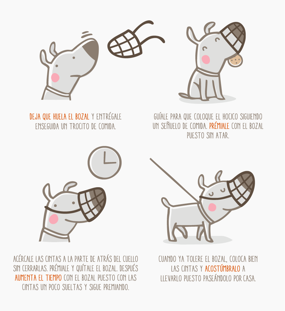 juego Estúpido Cusco Qué puedo hacer para que se habitúe mi perro al bozal? | Fundación Affinity