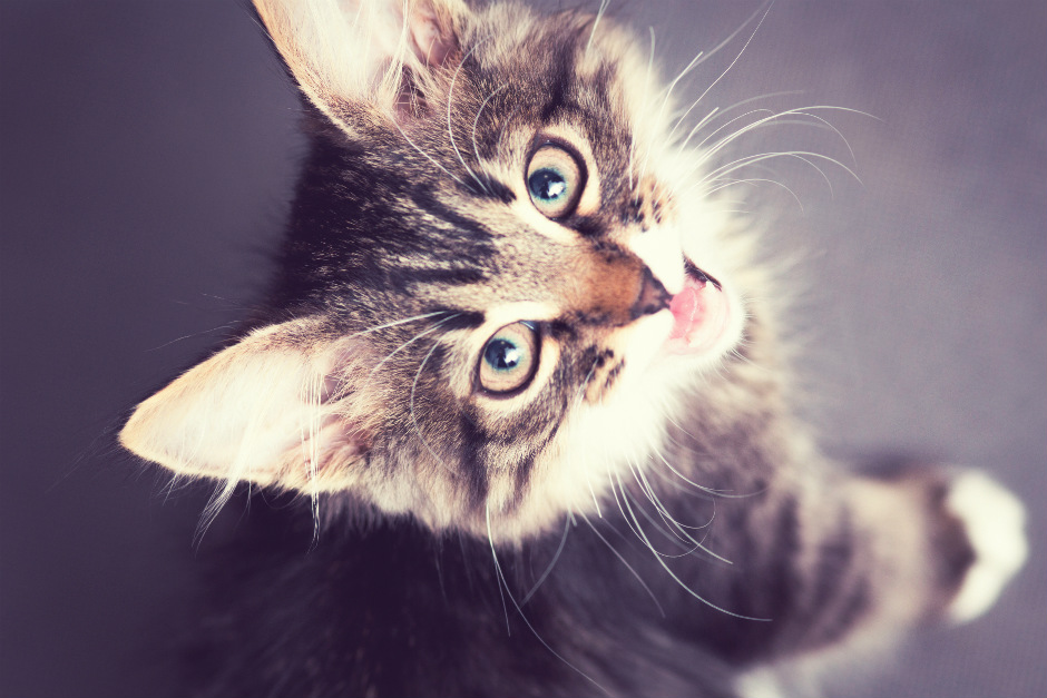¿Qué significado esconden los diferentes maullidos de tu gato?
