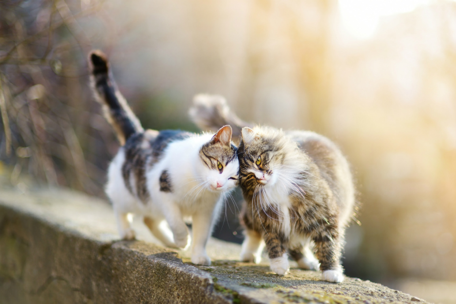 Qué son los gatos ferales y por qué son importantes para nuestra sociedad