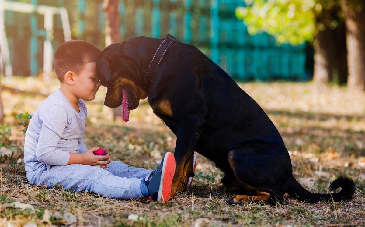 razas de perros para familias y niños
