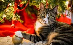 5 formas de proteger tu árbol de Navidad si tienes un gato