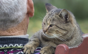 Un gato puede ser un compañero ideal en cualquier etapa de la vida, pero puede serlo aún más para personas mayores.