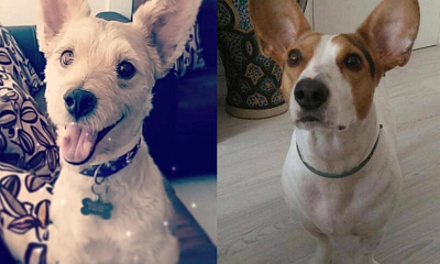 Historias de adopción Drunk y Dumbo perros adoptados