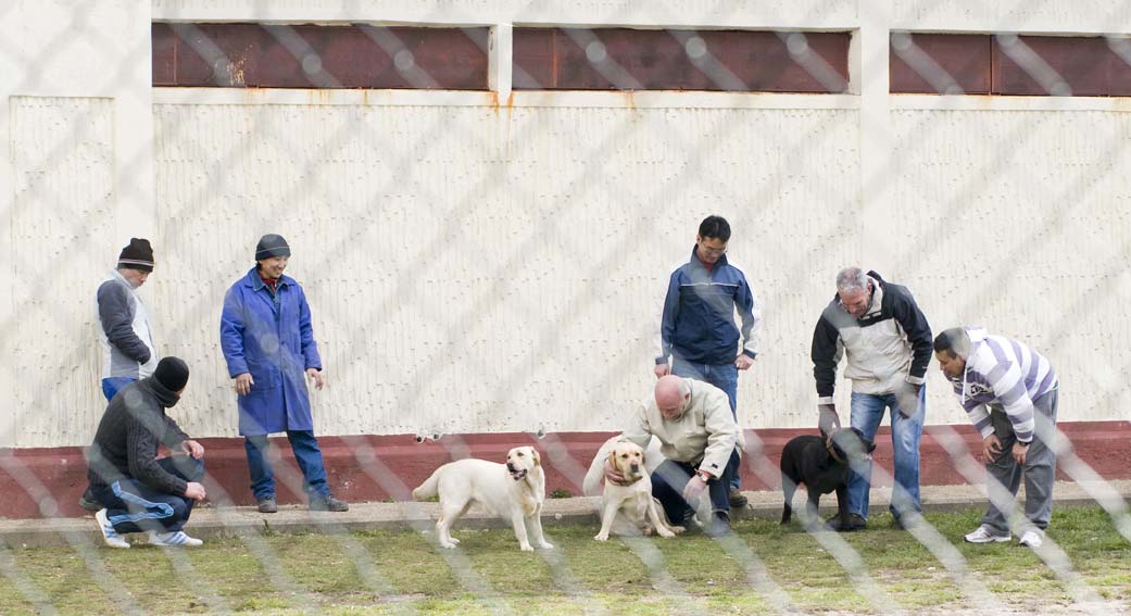 Terapias con perros en centros penitenciarios