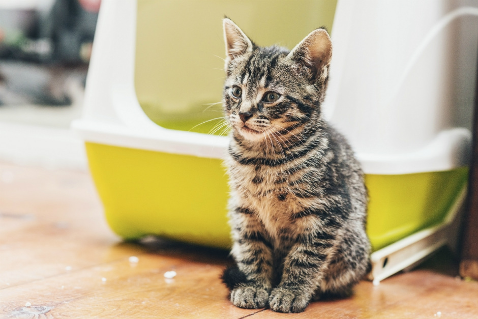 Todo listo para primera de tu gatito en | Fundación Affinity