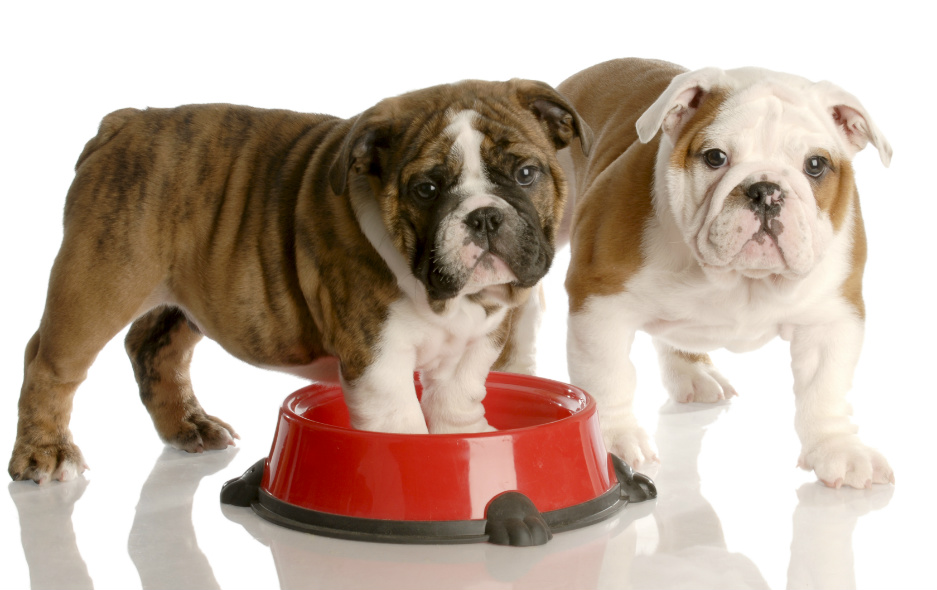 libro de texto salida Escribe un reporte Una alimentación adecuada para el cachorro | Fundación Affinity